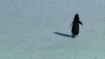 Werner Herzog on the Insanity of Penguins